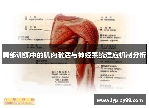 肩部训练中的肌肉激活与神经系统适应机制分析